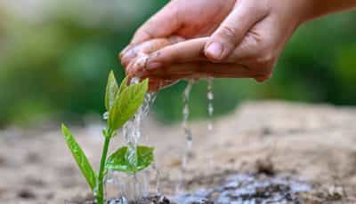 In the hands of trees growing seedlings